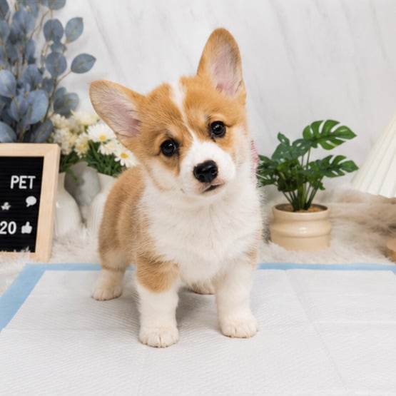 柯基犬-樂芙幼犬寵物犬舍