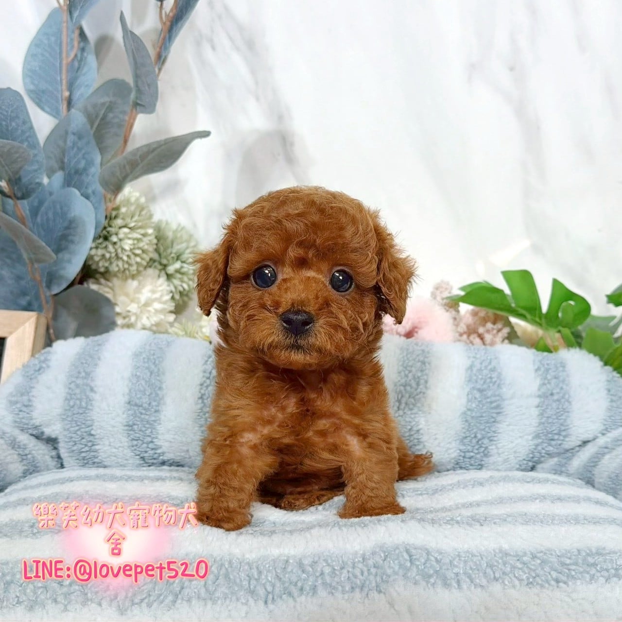 貴賓犬-樂芙幼犬寵物犬舍