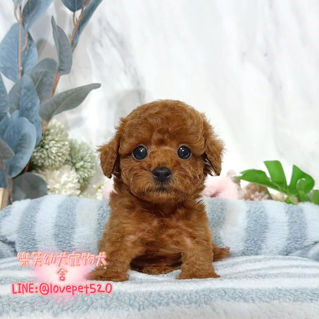 貴賓犬-樂芙幼犬寵物犬舍