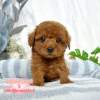 貴賓犬-樂芙幼犬寵物犬舍