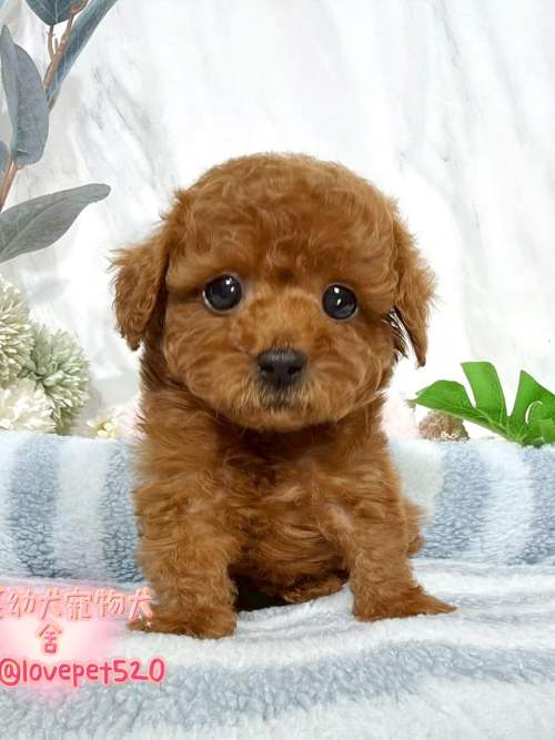 貴賓犬-樂芙幼犬寵物犬舍