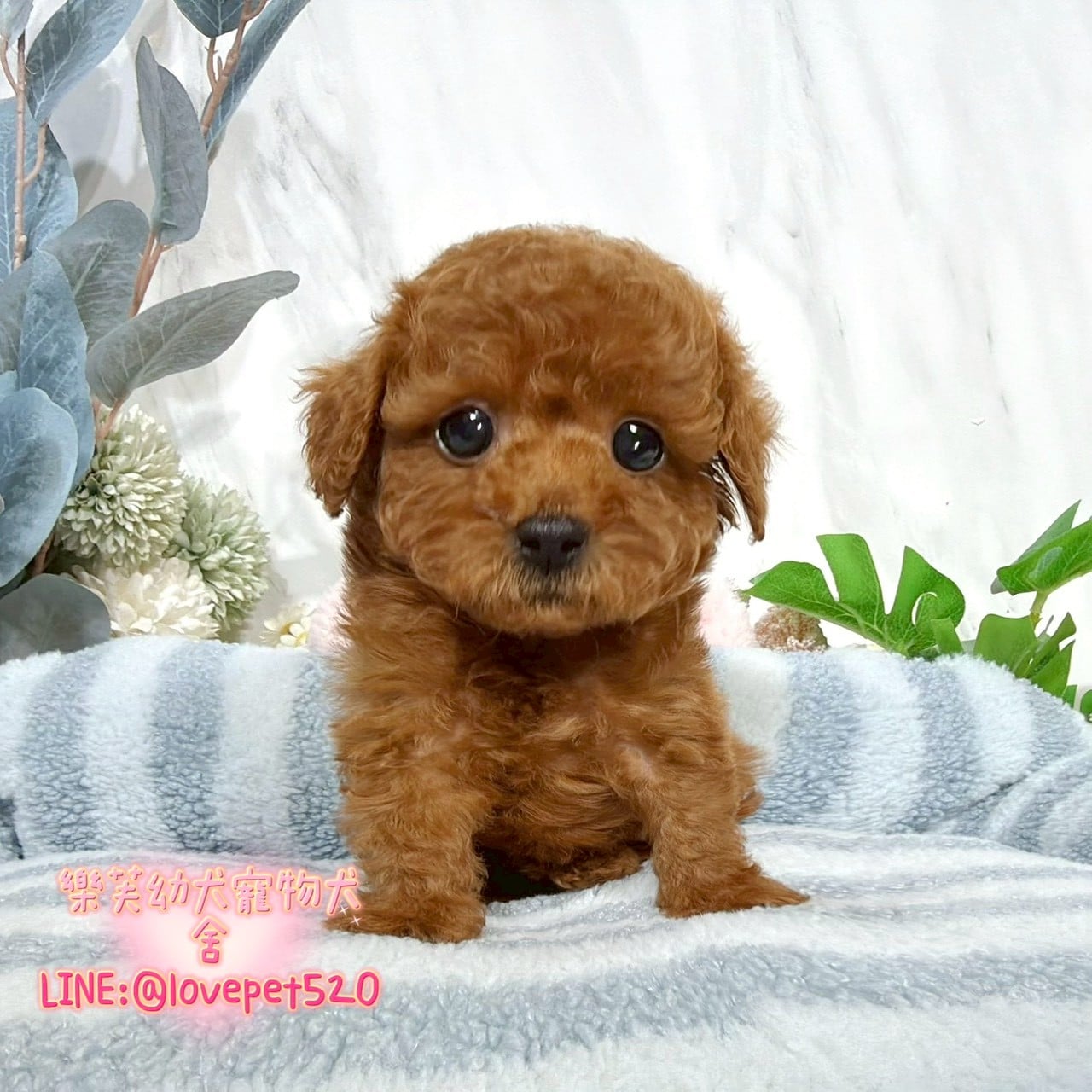 貴賓犬-樂芙幼犬寵物犬舍