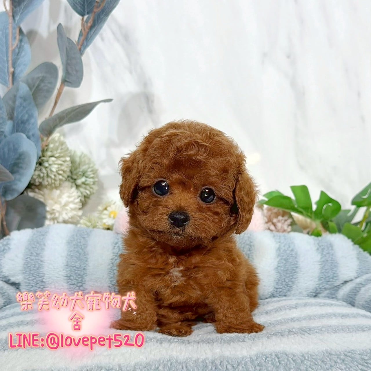 貴賓犬-樂芙幼犬寵物犬舍