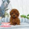 貴賓犬-樂芙幼犬寵物犬舍