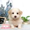 邊境牧羊犬-樂芙幼犬寵物犬舍