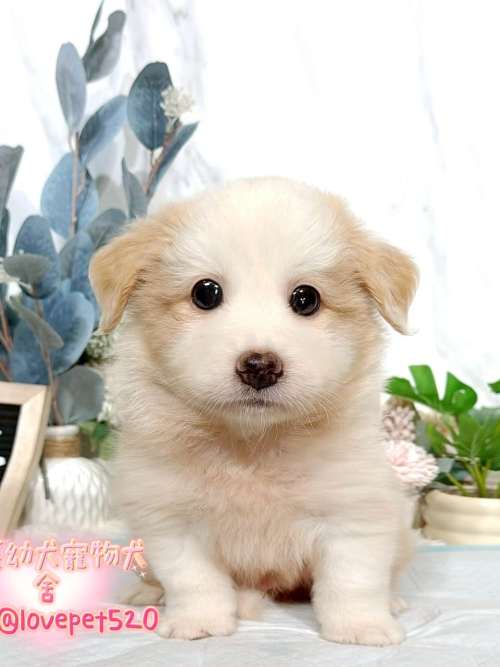 邊境牧羊犬-樂芙幼犬寵物犬舍