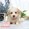 邊境牧羊犬-樂芙幼犬寵物犬舍