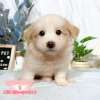 邊境牧羊犬-樂芙幼犬寵物犬舍