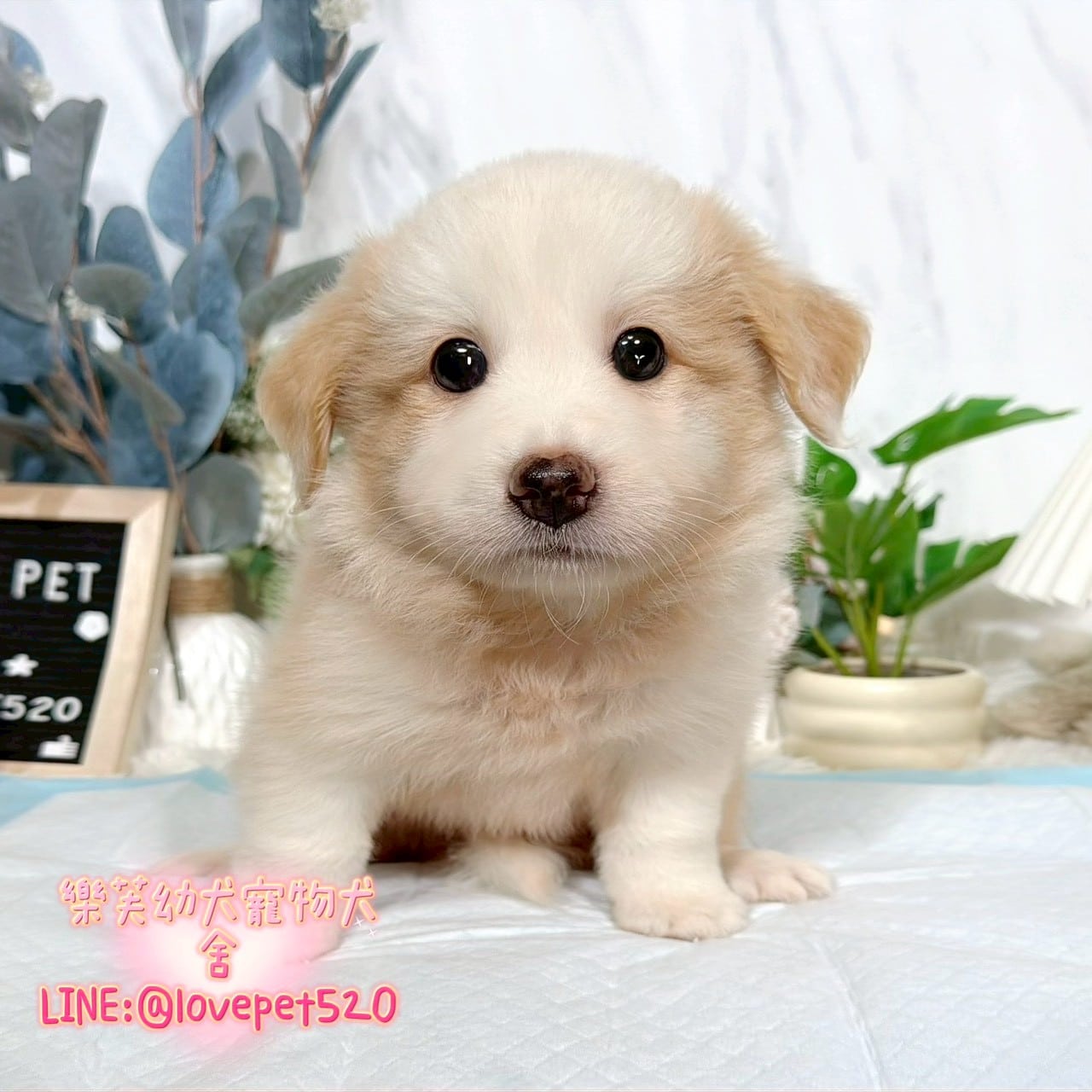 邊境牧羊犬-樂芙幼犬寵物犬舍