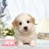 邊境牧羊犬-樂芙幼犬寵物犬舍