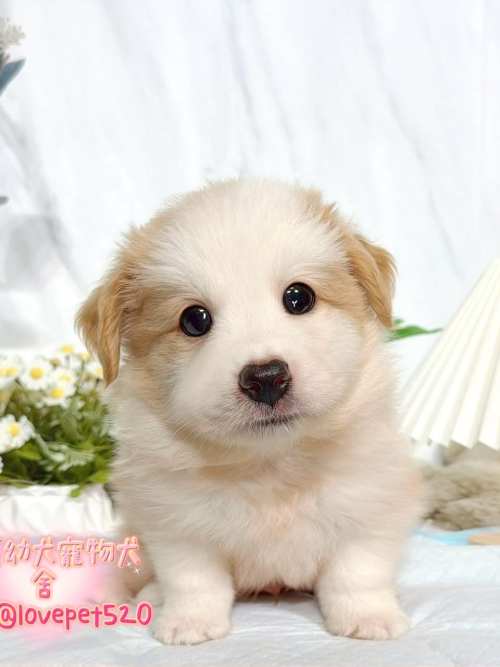 邊境牧羊犬-樂芙幼犬寵物犬舍 邊境牧羊犬-樂芙幼犬寵物犬舍