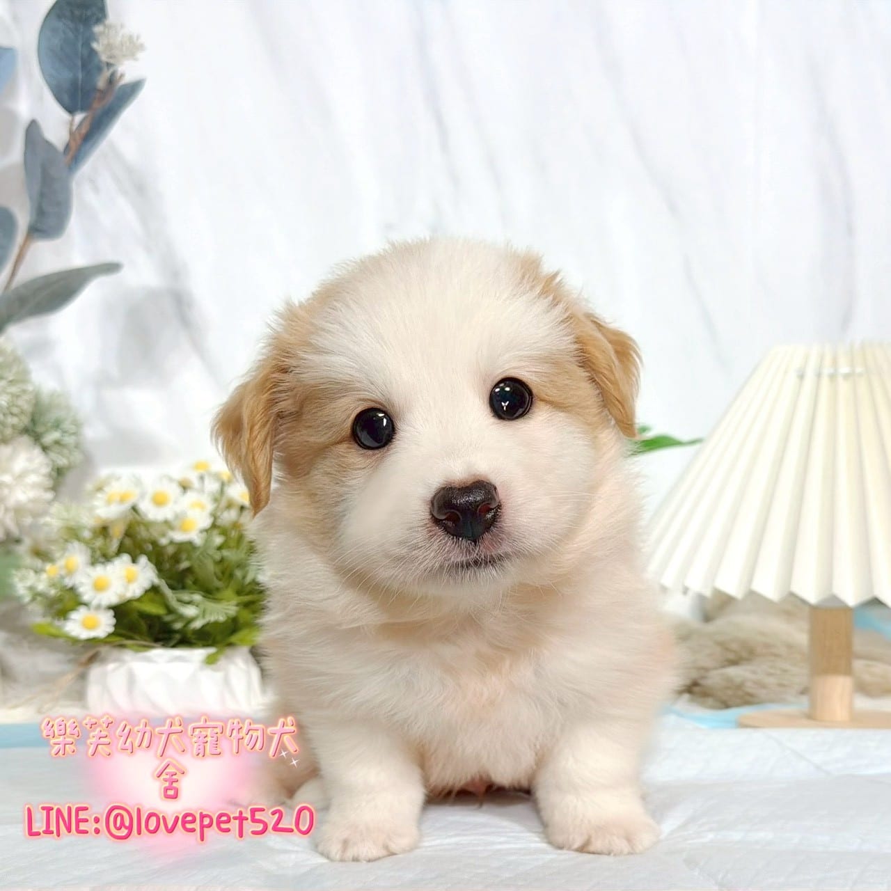 邊境牧羊犬-樂芙幼犬寵物犬舍