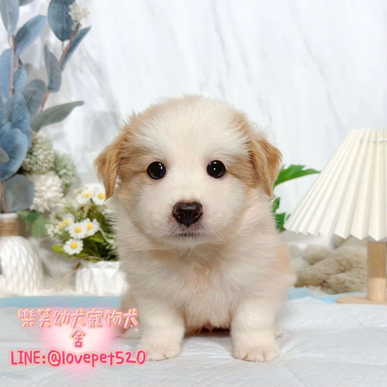 邊境牧羊犬-樂芙幼犬寵物犬舍