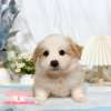 邊境牧羊犬-樂芙幼犬寵物犬舍