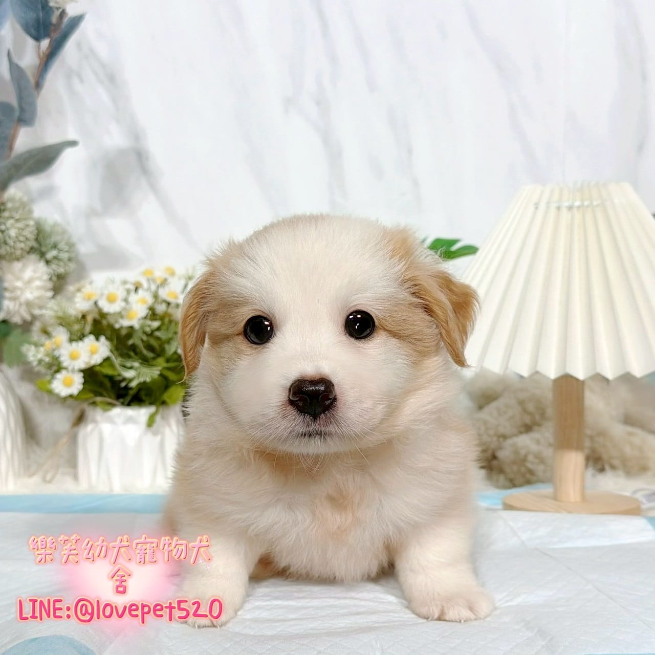 邊境牧羊犬-樂芙幼犬寵物犬舍