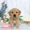 黃金獵犬-樂芙幼犬寵物犬舍