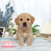 黃金獵犬-樂芙幼犬寵物犬舍