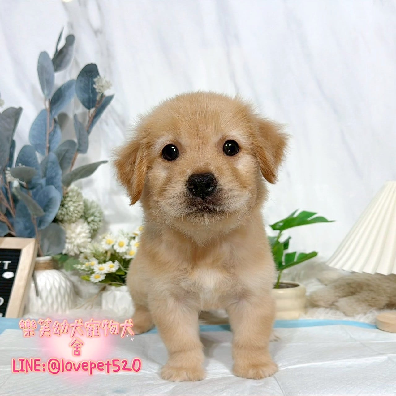 黃金獵犬-樂芙幼犬寵物犬舍