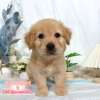 黃金獵犬-樂芙幼犬寵物犬舍