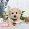 貴賓犬-樂芙幼犬寵物犬舍