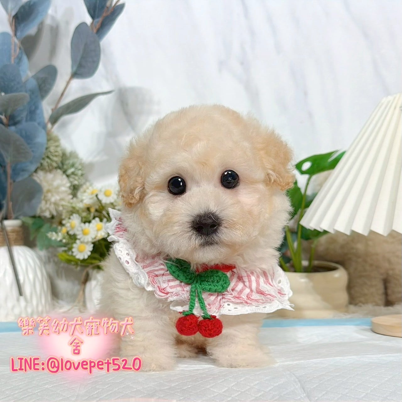 貴賓犬-樂芙幼犬寵物犬舍
