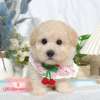 貴賓犬-樂芙幼犬寵物犬舍