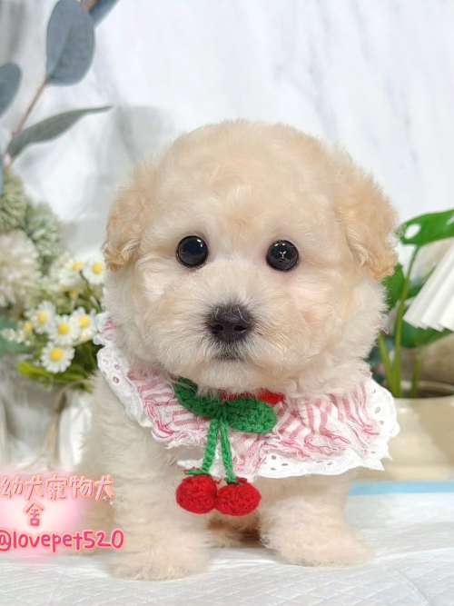 貴賓犬-樂芙幼犬寵物犬舍