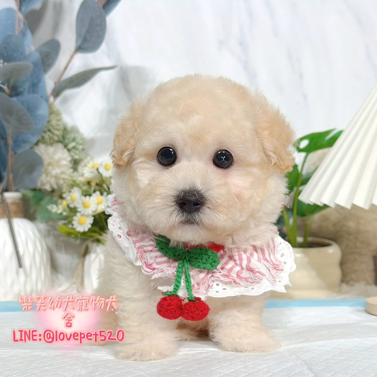 貴賓犬-樂芙幼犬寵物犬舍
