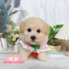 貴賓犬-樂芙幼犬寵物犬舍