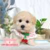 貴賓犬-樂芙幼犬寵物犬舍
