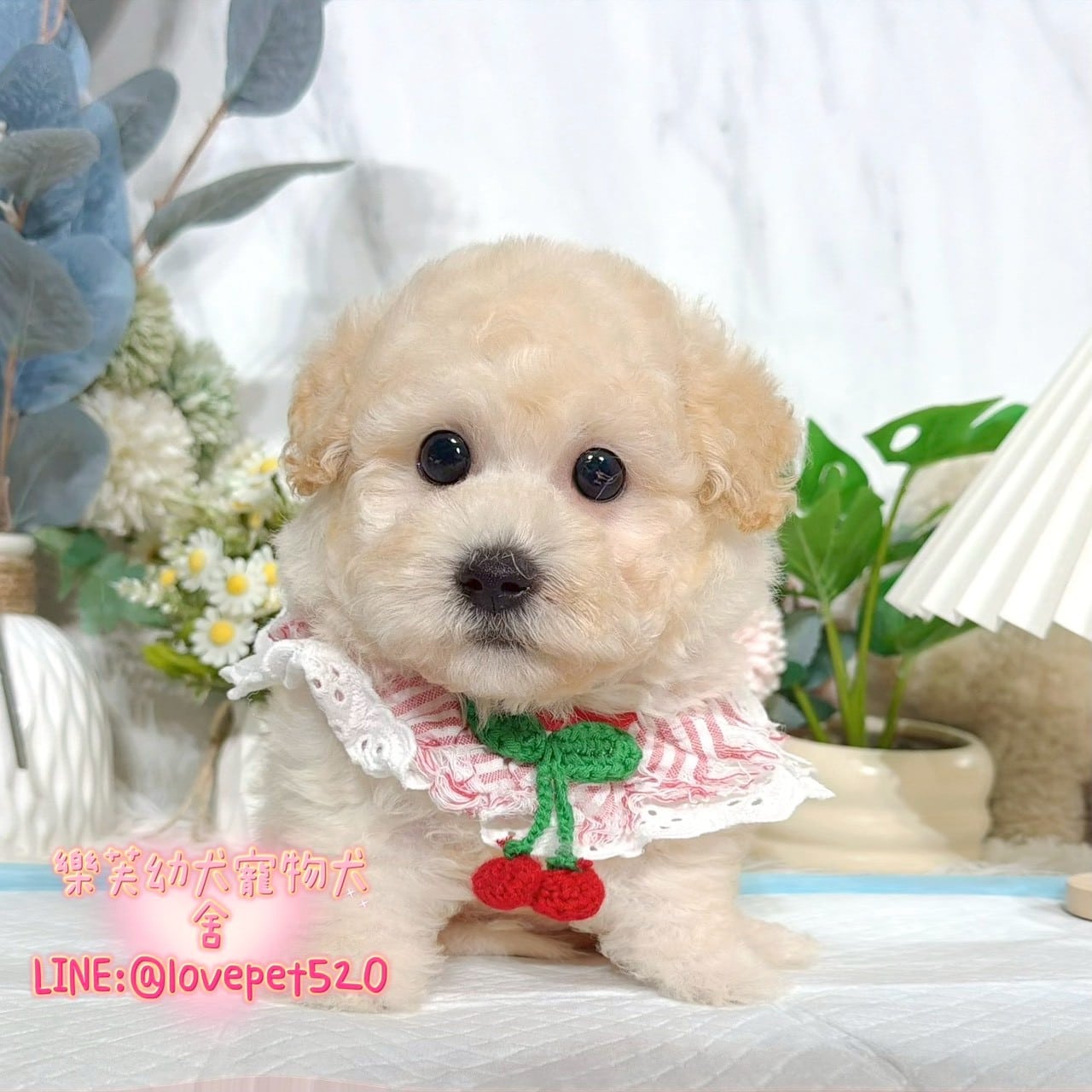 貴賓犬-樂芙幼犬寵物犬舍