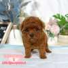 貴賓犬-樂芙幼犬寵物犬舍