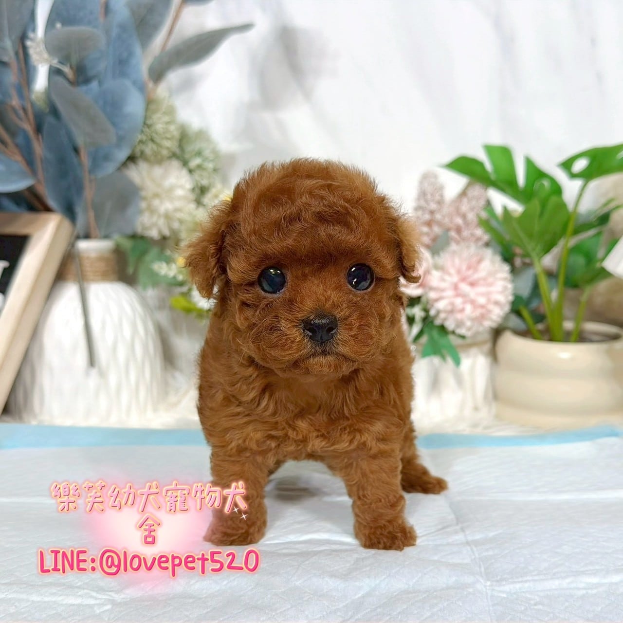 貴賓犬-樂芙幼犬寵物犬舍