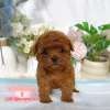 貴賓犬-樂芙幼犬寵物犬舍