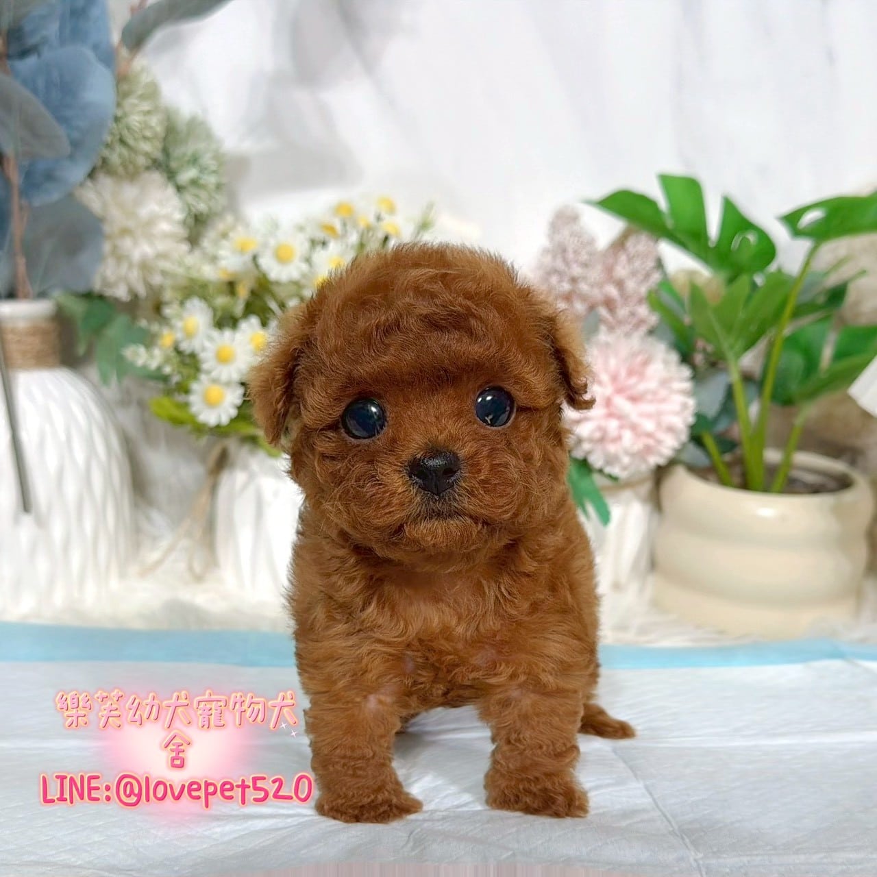 貴賓犬-樂芙幼犬寵物犬舍