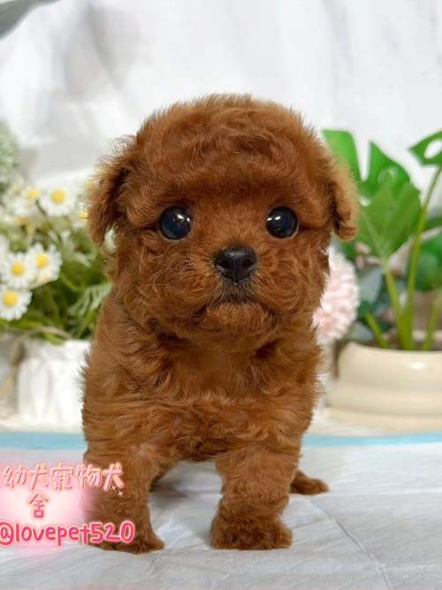 貴賓犬-樂芙幼犬寵物犬舍
