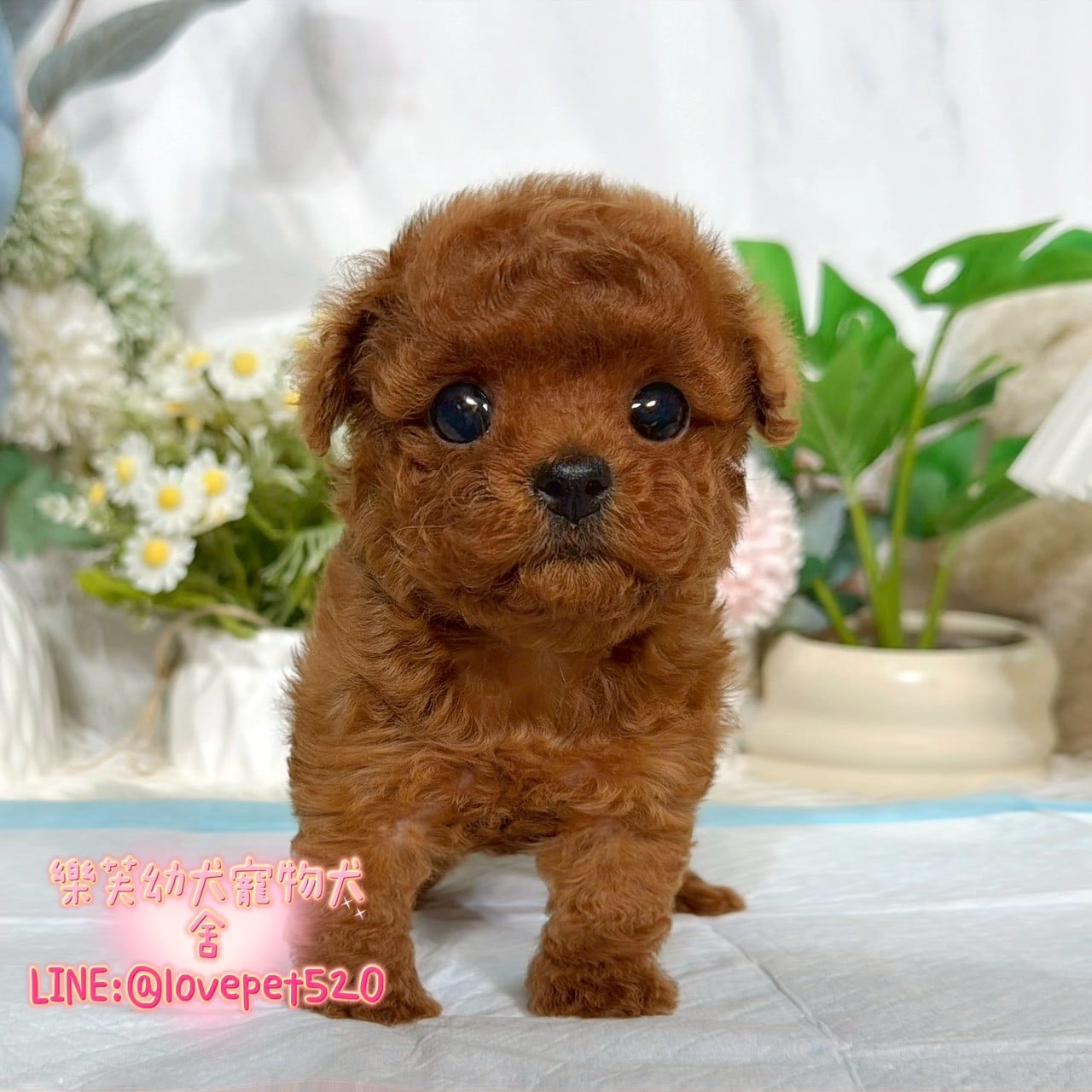 貴賓犬-樂芙幼犬寵物犬舍