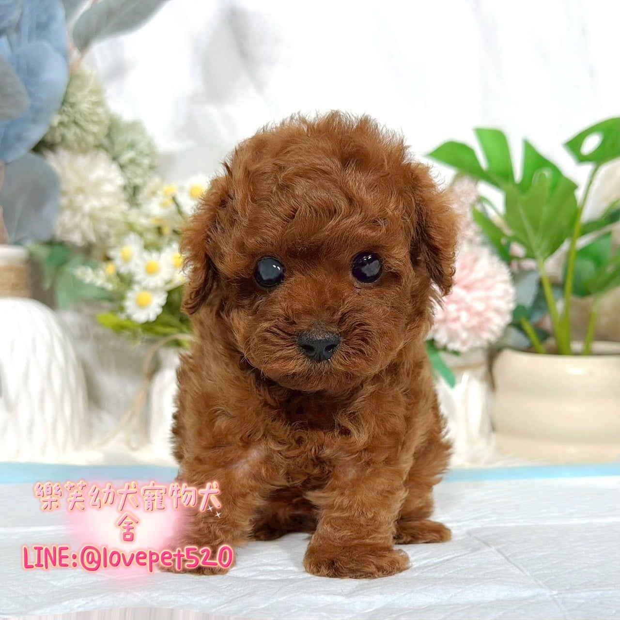貴賓犬-樂芙幼犬寵物犬舍