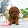 貴賓犬-樂芙幼犬寵物犬舍