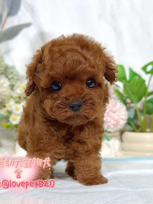 貴賓犬-樂芙幼犬寵物犬舍