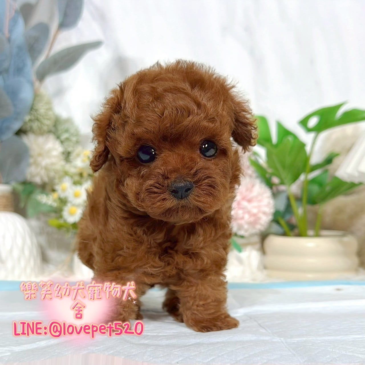 貴賓犬-樂芙幼犬寵物犬舍