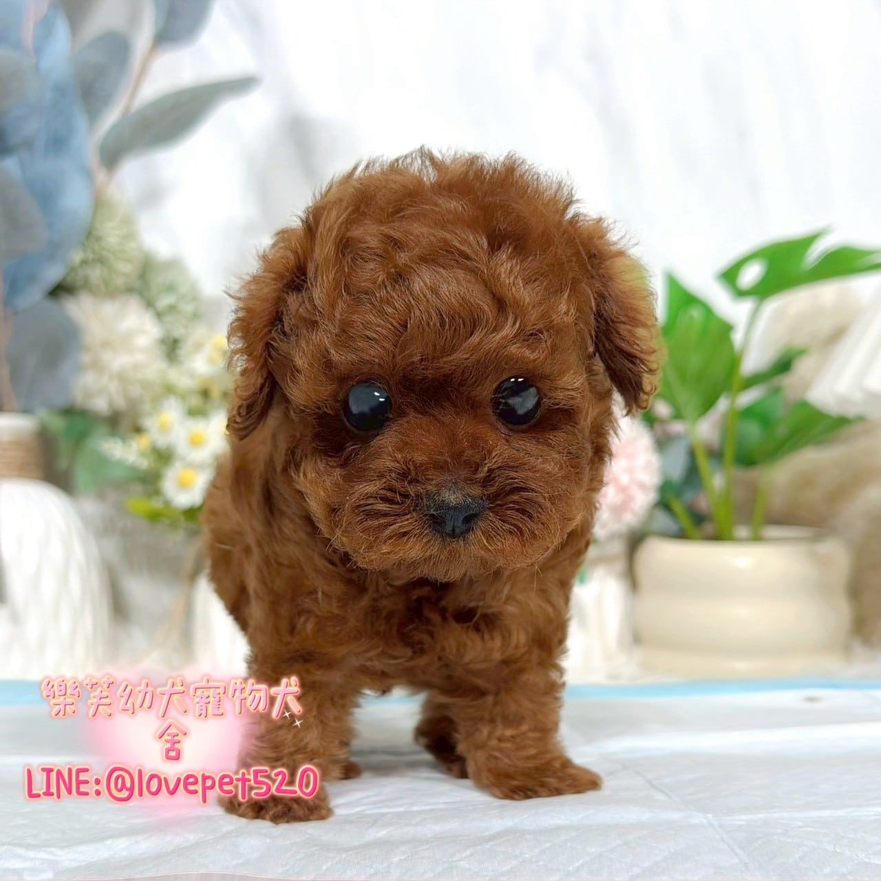 貴賓犬-樂芙幼犬寵物犬舍