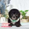 貴賓犬-樂芙幼犬寵物犬舍