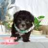 貴賓犬-樂芙幼犬寵物犬舍