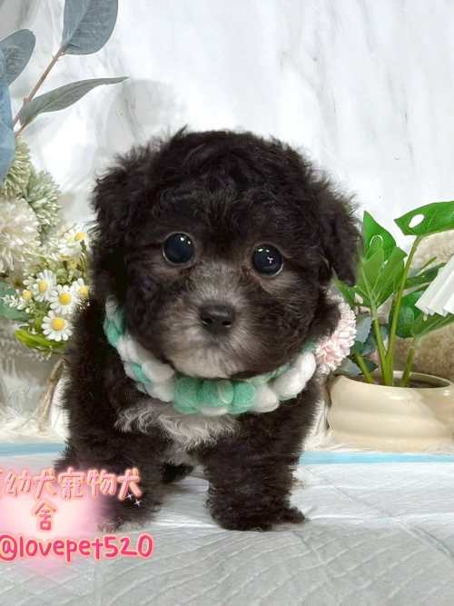 貴賓犬-樂芙幼犬寵物犬舍