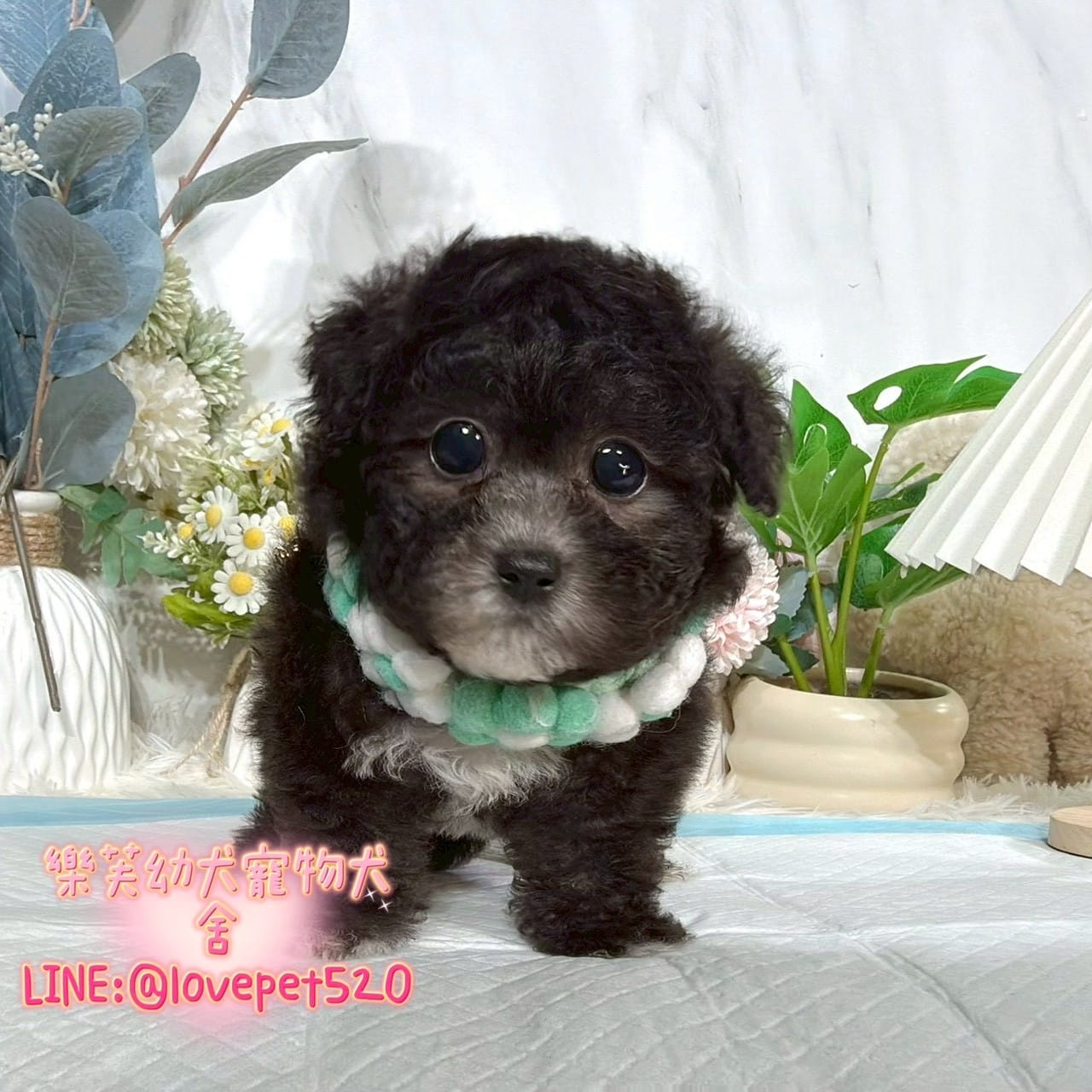 貴賓犬-樂芙幼犬寵物犬舍