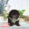 貴賓犬-樂芙幼犬寵物犬舍