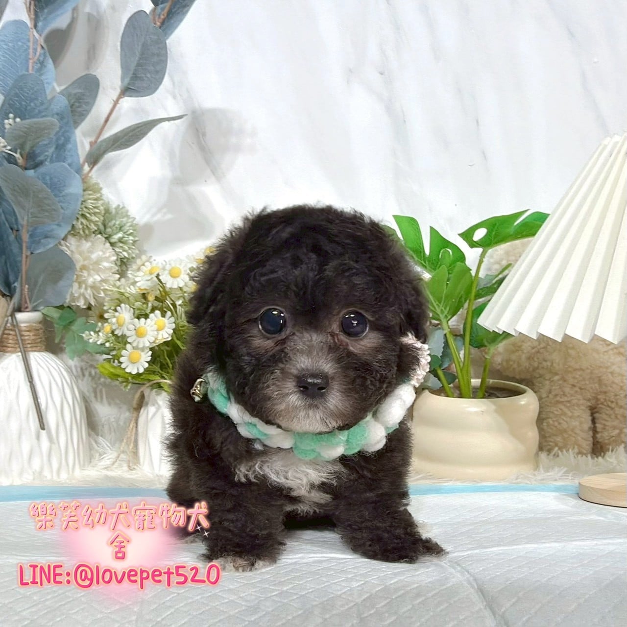 貴賓犬-樂芙幼犬寵物犬舍