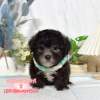 貴賓犬-樂芙幼犬寵物犬舍