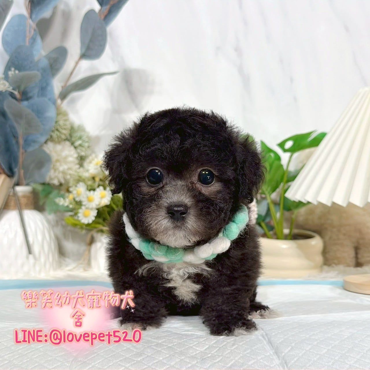 貴賓犬-樂芙幼犬寵物犬舍